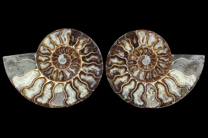 Cut & Polished Ammonite Fossil - Agatized #88387